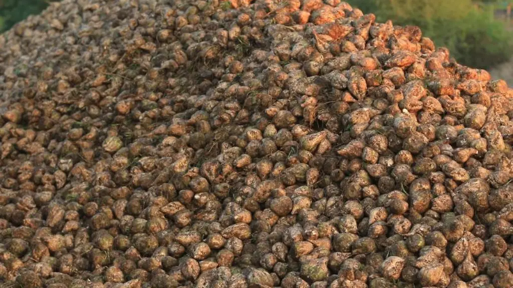 Geerntete-Zuckerrueben-liegen-auf-einem-Feld