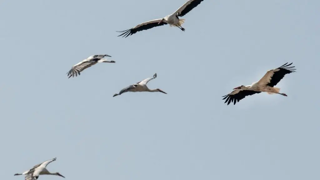 Weissstoerche-lassen-sich-von-der-Thermik-in-die-Hoehe-tragen
