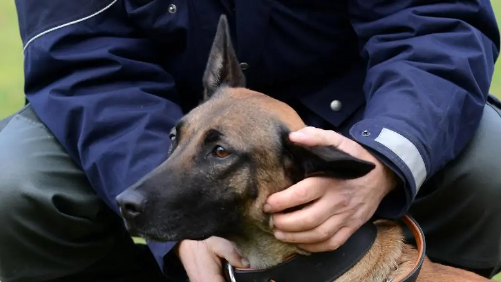 Eine-Polizeihuendin-wird-von-ihrem-Hundefuehrer-auf-einer-Wiese-gelobt