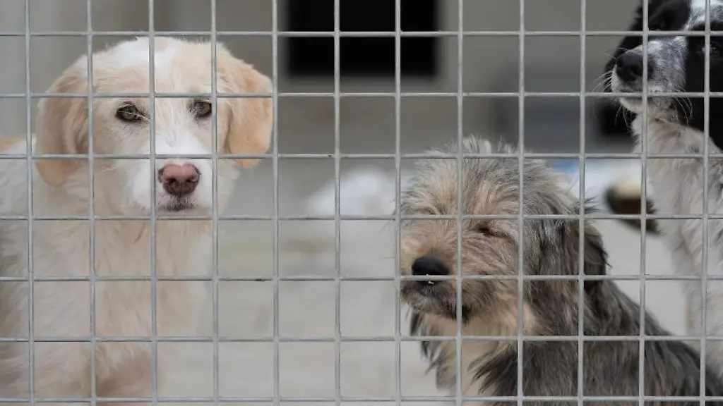 Junge-Mischlingswelpen-stehen-in-einem-Gehege-im-Tierheim