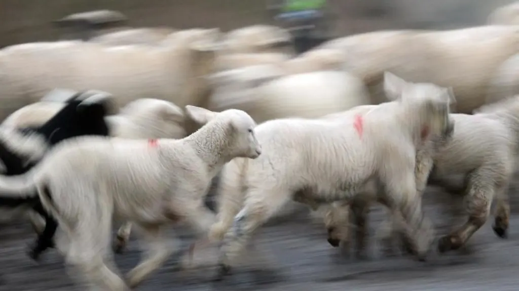 Eine-Schafherde-geht-durch-einen-Wald