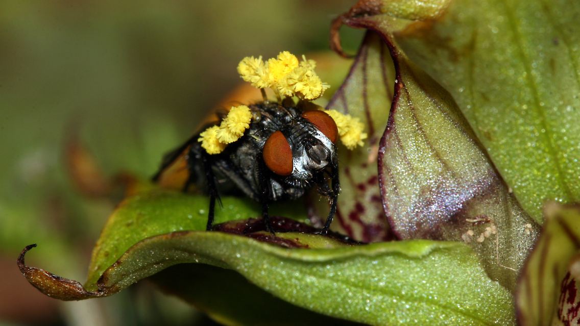 Eine Fliege krabbelt in die Blüte der Orchidee Satyrium Pumilum. (Bild: Denniss Hansen/Annals of Botany).