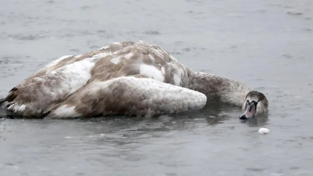 Ein-toter-Schwan-liegt-im-Wasser