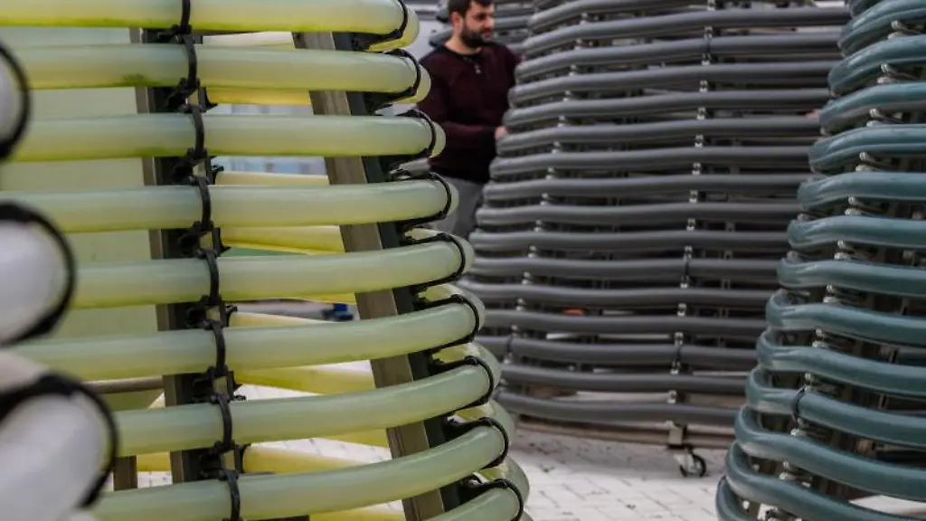 Algen-werden-in-der-Hochschule-Anhalt-in-sogenannten-Tannenbaumreaktoren-kultiviert