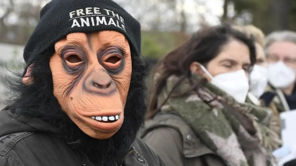 Free-the-animals-steht-auf-der-Muetze-einer-Person-die-eine-Affenmaske-traegt