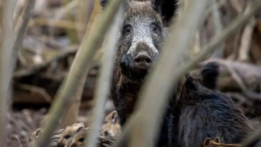 Eine-Bache-aeugt-umgeben-von-Frischlingen-aus-ihrem-Wurfkessel