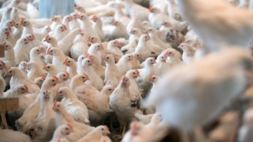 Bruderhaehne-die-maennlichen-Geschwister-der-Legehennen-sind-in-einem-Stall-zu-sehen