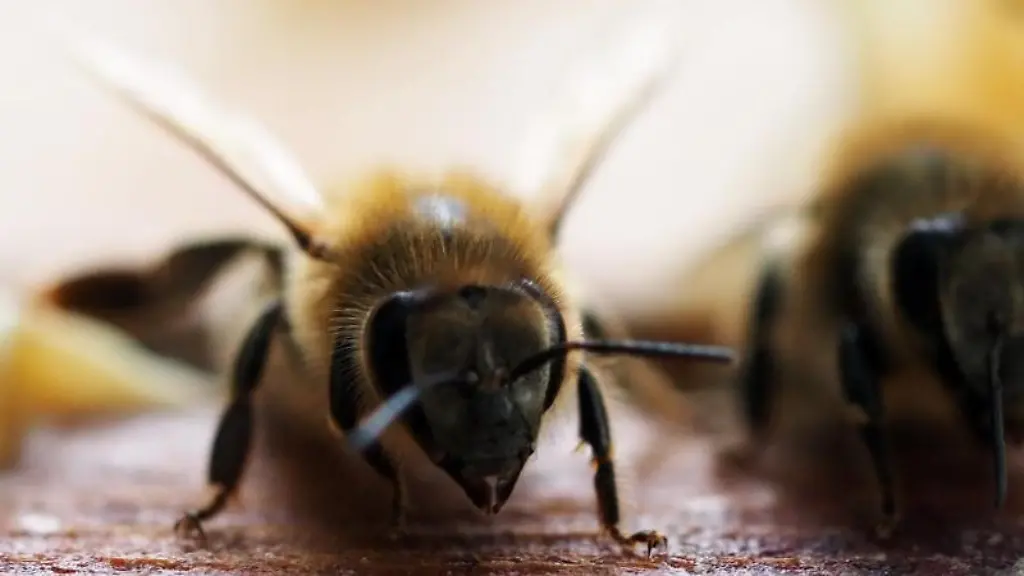 Zwei-Bienen-sitzen-auf-einem-Holzstueck