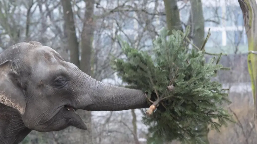 Ein-Elefant-spielt-bei-der-Weihnachtsbaumfuetterung-mit-einem-Tannenbaum