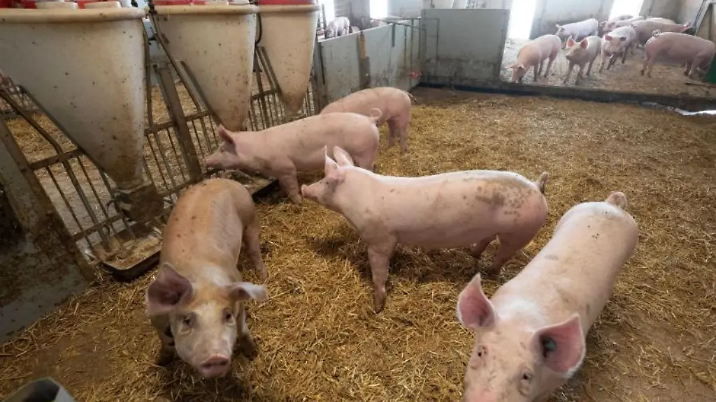 Schweine-liegen-in-der-Bucht-eines-Schweinestalls