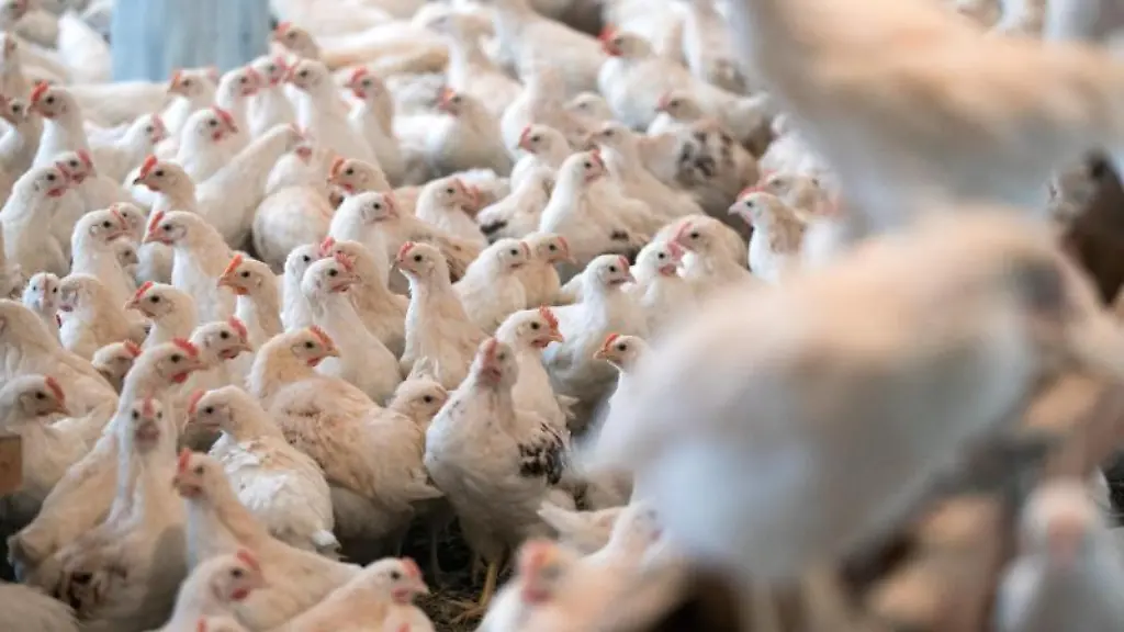 Vier-Wochen-alte-Bruderhaehne-die-maennlichen-Geschwister-der-Legehennen-sind-in-einem-Stall-zu-sehen