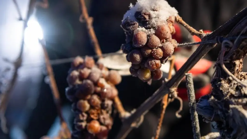 Gefrorene-Trauben-haengen-am-Rebstock
