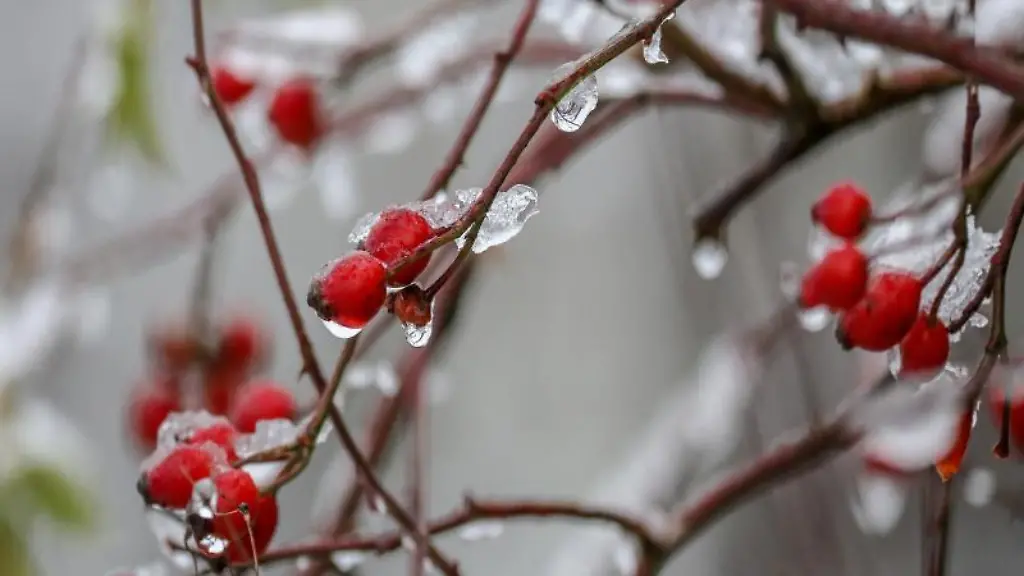 Hagebutten-an-einem-Strauch-sind-mit-Schnee-und-Eis-ueberzogen