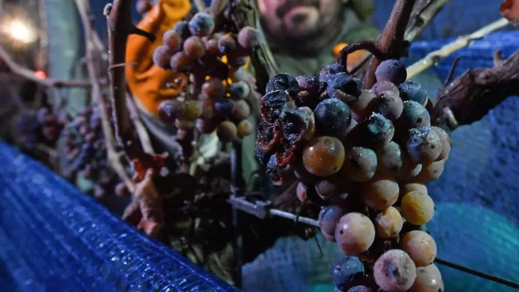 Bei-frostigen-Temperaturen-lesen-Mitarbeiter-einer-Winzervereinigung-gefrorene-Trauben