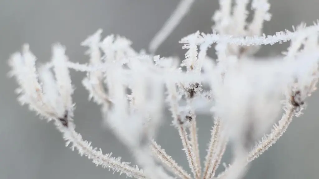 Raureif-bildet-sich-an-Gewaechsen-auf-einer-Wiese