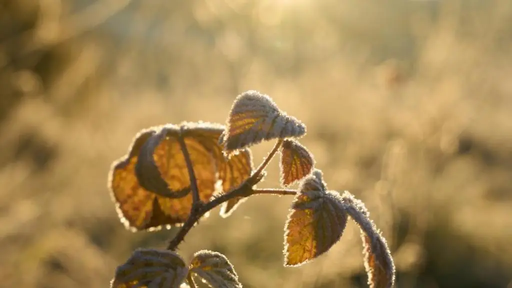 Raureif-ueberzieht-Blaetter
