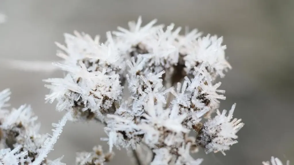 Frost-bildet-sich-an-Gewaechsen-auf-einer-Wiese