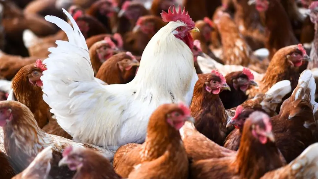 Ein-weisser-Hahn-steht-in-einer-Schar-von-braunen-Huehnern