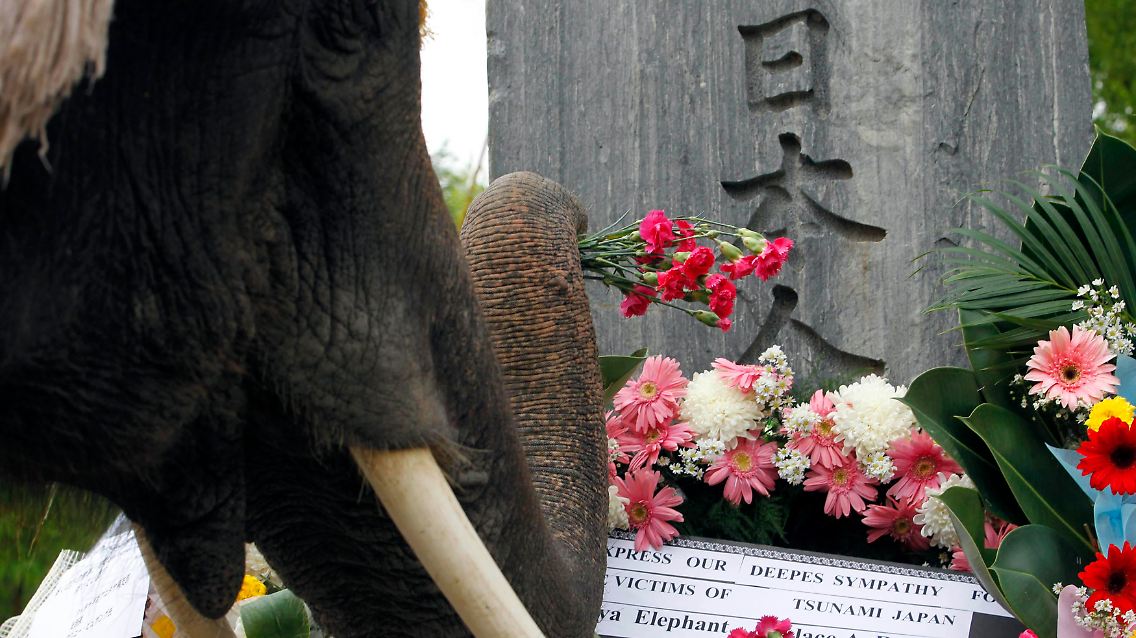 Schöne Geste: ein Elefant legt im vietnamesischen Dorf in Ayutthaya (Thailand) Blumen nieder, zum Gedenken an die Opfer des Erdbebens und Tsunamis in Japan.
