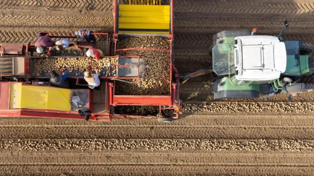 Ein-Landwirt-erntet-mit-einem-Roder-Kartoffeln-auf-einem-Feld