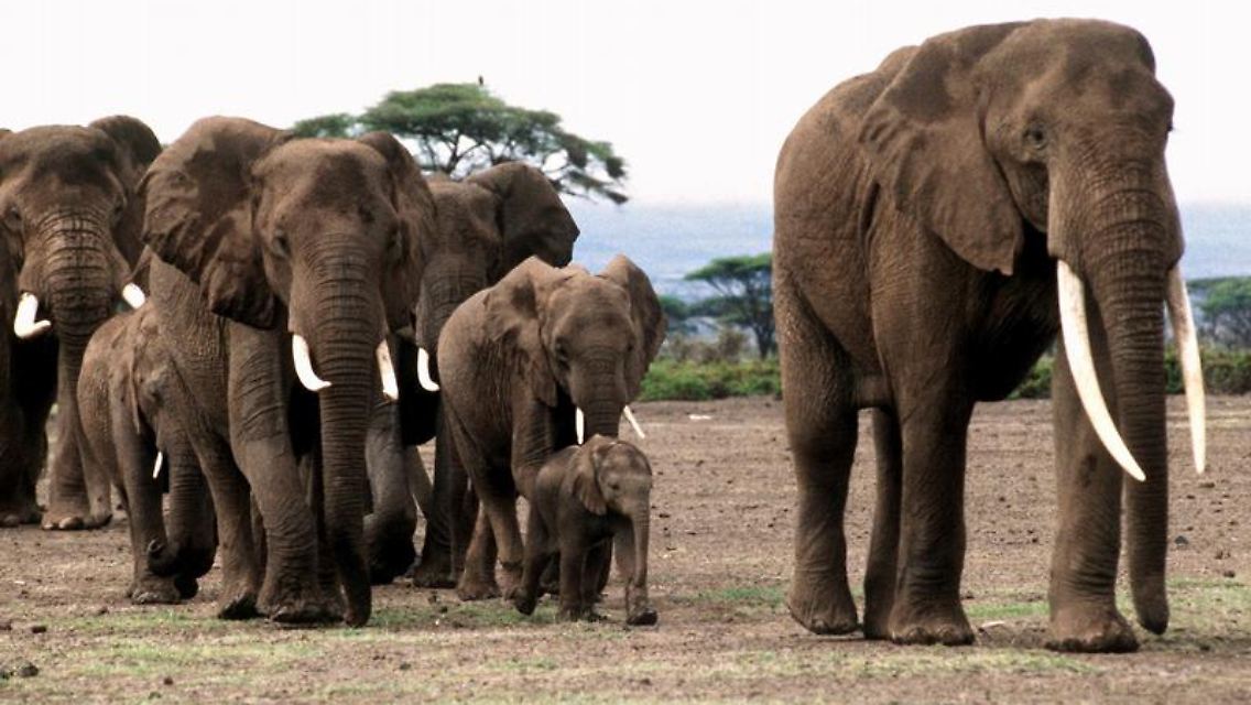 Eine Herde afrikanischer Elefanten folgt dem Leittier. (Bild: in freier Wildbahn im Amboseli Tierpark in Kenia)