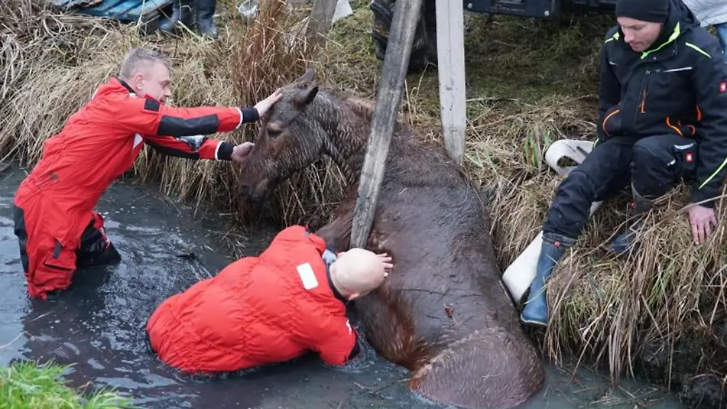 Feuerwehrleute-helfen-einem-Pferd-das-in-einen-Wassergraben-gefallen-ist-und-sich-nicht-mehr-selbststaendig-befreien-konnte