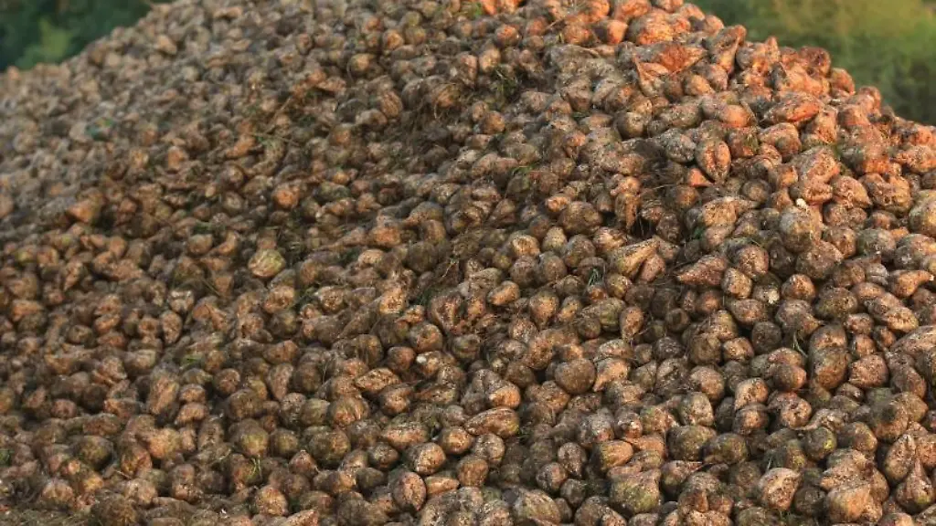 Geerntete-Zuckerrueben-liegen-auf-einem-Feld