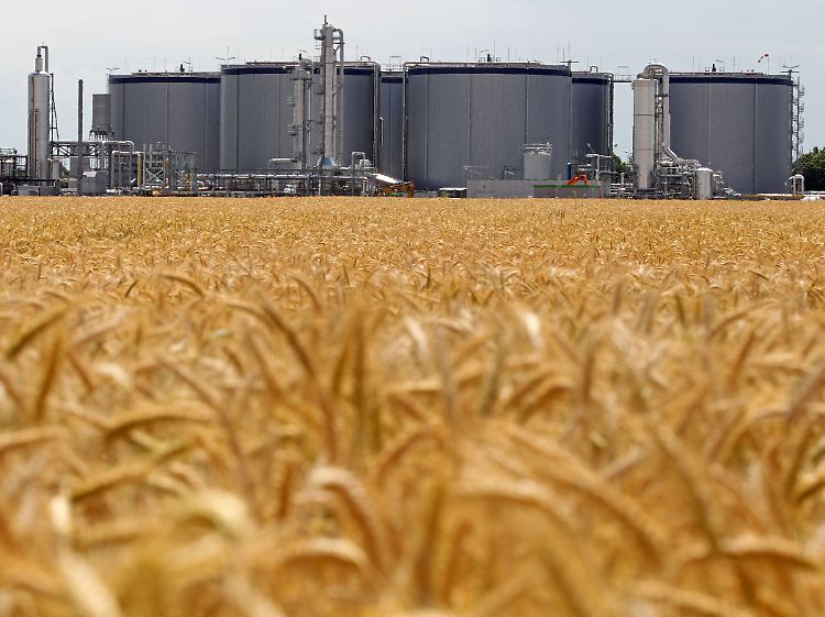 In Biogasanlagen werden meist tierische Exkremente vergärt, um dadurch Biogas zu erzeugen.