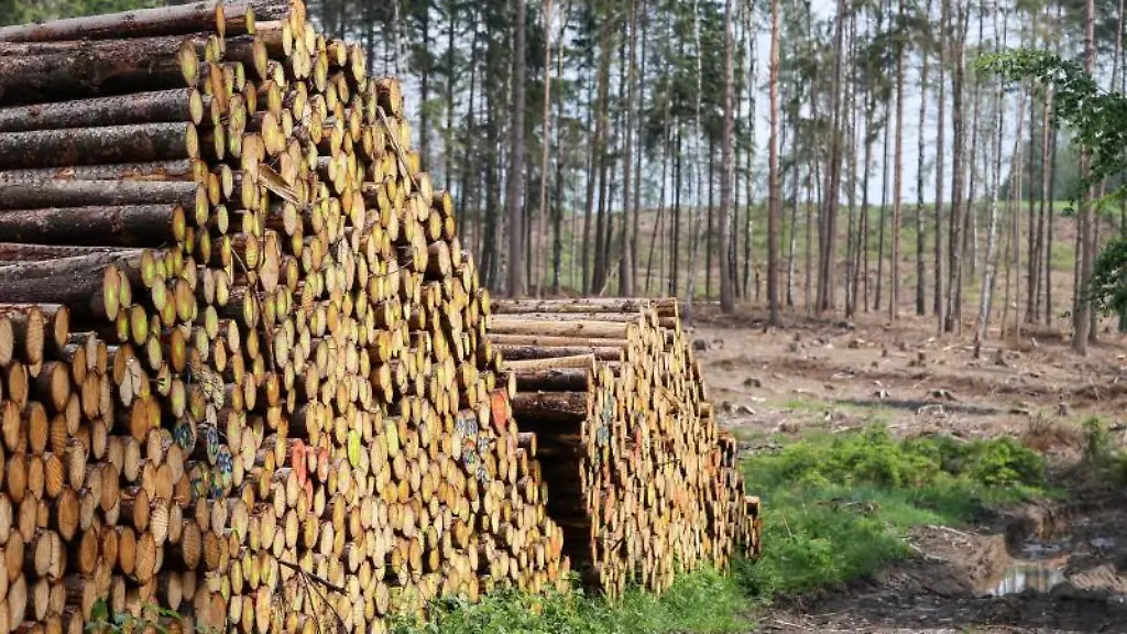 Baumstaemme-liegen-auf-einem-Polter-in-einem-Wald-auf-einer-Kammlage-im-Erzgebirge