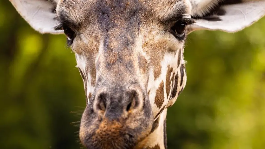 Eine-Giraffe-steht-in-einem-Gehege-im-Erlebnis-Zoo-Hannover
