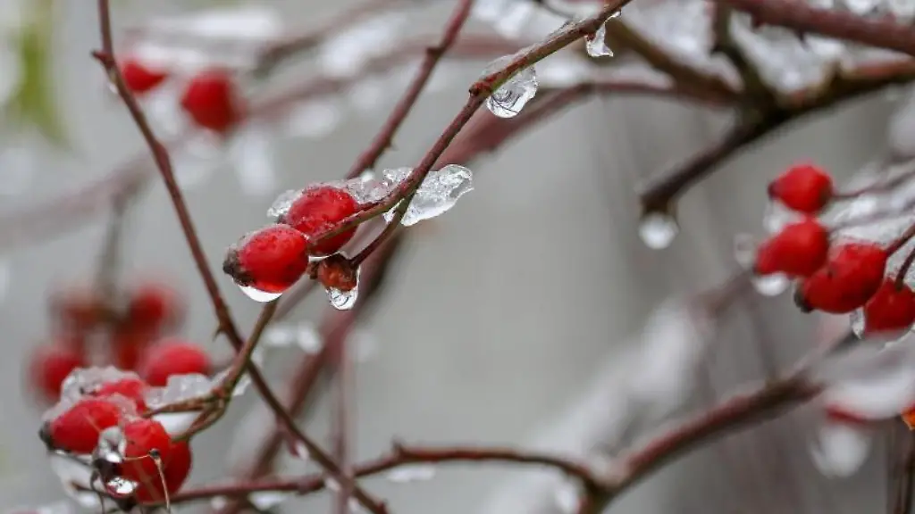 Hagebutten-an-einem-Strauch-sind-mit-Schnee-und-Eis-ueberzogen