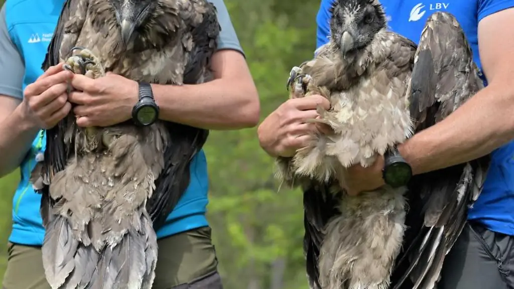 Die-Bartgeierweibchen-Wally-und-Bavaria-werden-vor-ihrem-Transport-im-Nationalpark-Berchtesgaden-gezeigt
