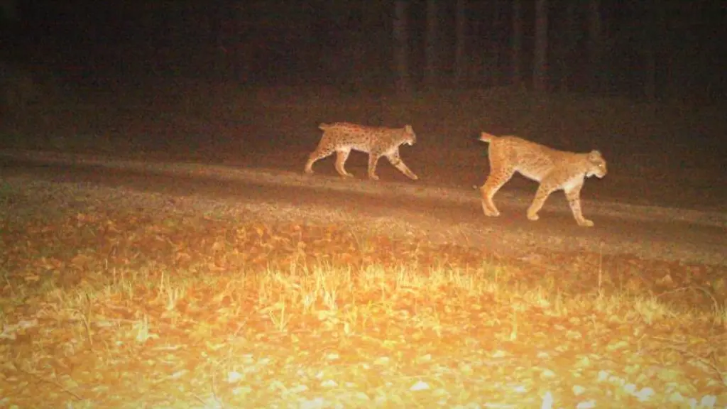 Zwei-Luchse-durchstreifen-nachts-vor-einer-Wildtierkamera-gemeinsam-ihr-Revier