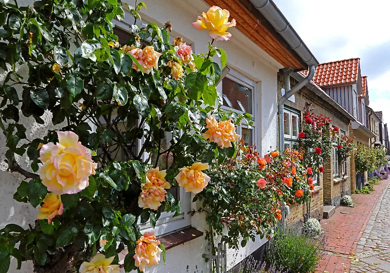 Guenter-Graefenhain-Schleswig