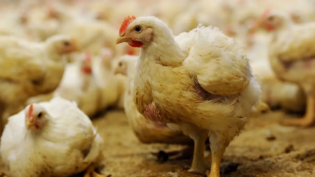 Haehnchen-sind-in-einem-Huehnerstall-zu-sehen
