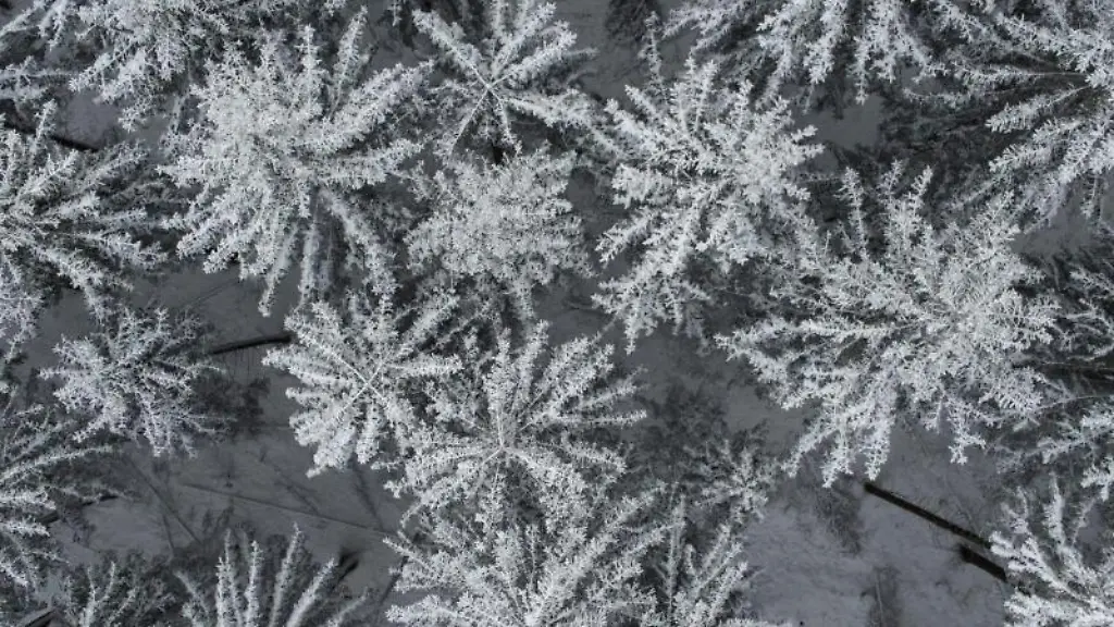 Schnee-bedeckt-die-Baumwipfel-auf-dem-Feldberg-im-Taunus