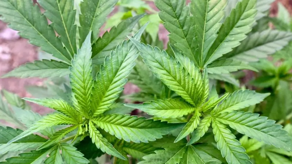 Eine-illegale-Hanf-Plantage-entdeckt-bei-einer-Drogenrazzia