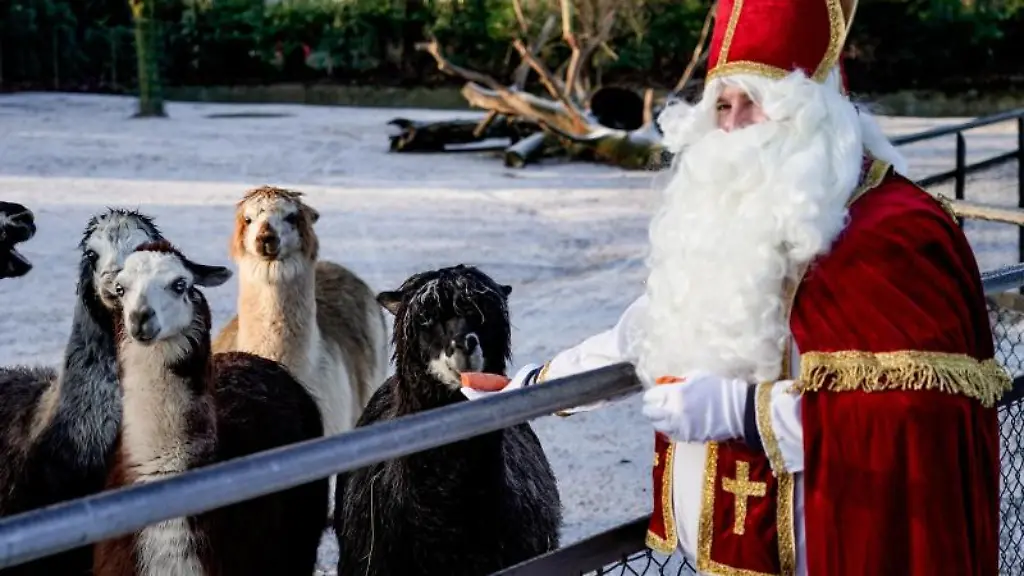 Ein-als-Nikolaus-verkleideter-Mitarbeiter-des-Tierparks-Hagenbeck-fuettert-Alpakas