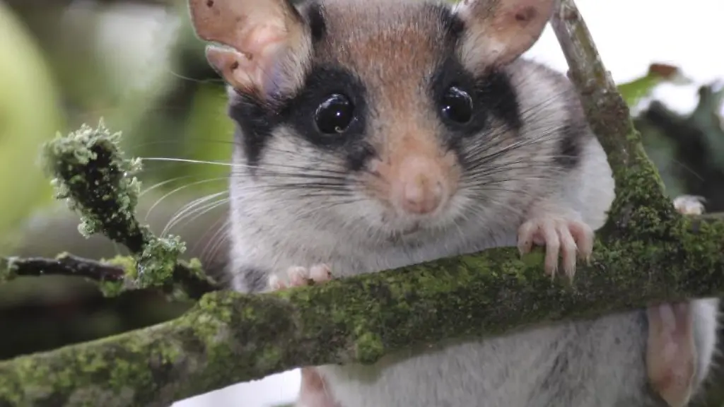 Ein-Gartenschlaefer-sitzt-auf-einem-Zweig