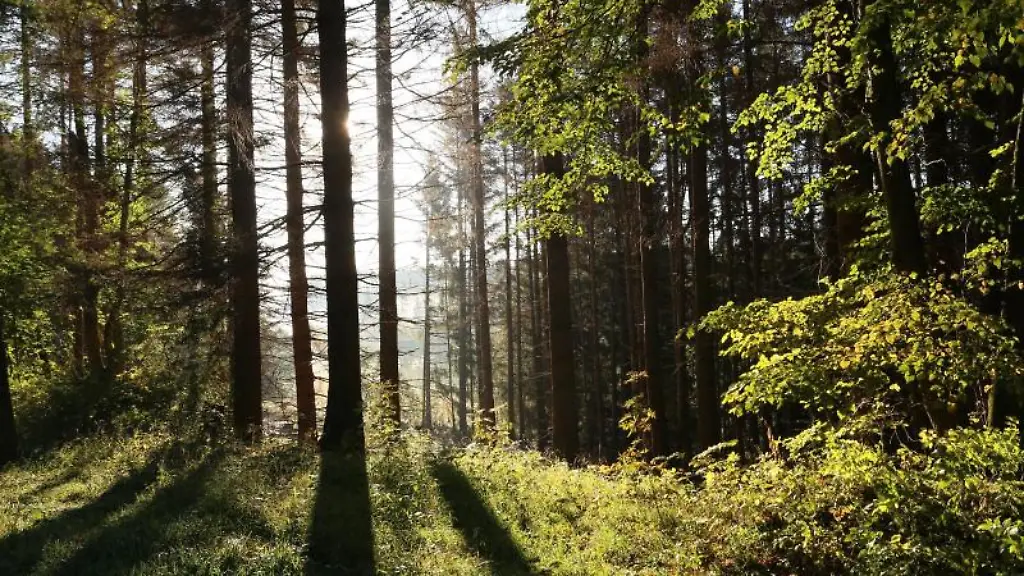 Die-Sonne-scheint-in-einem-Wald-zwischen-Baeumen-hindurch