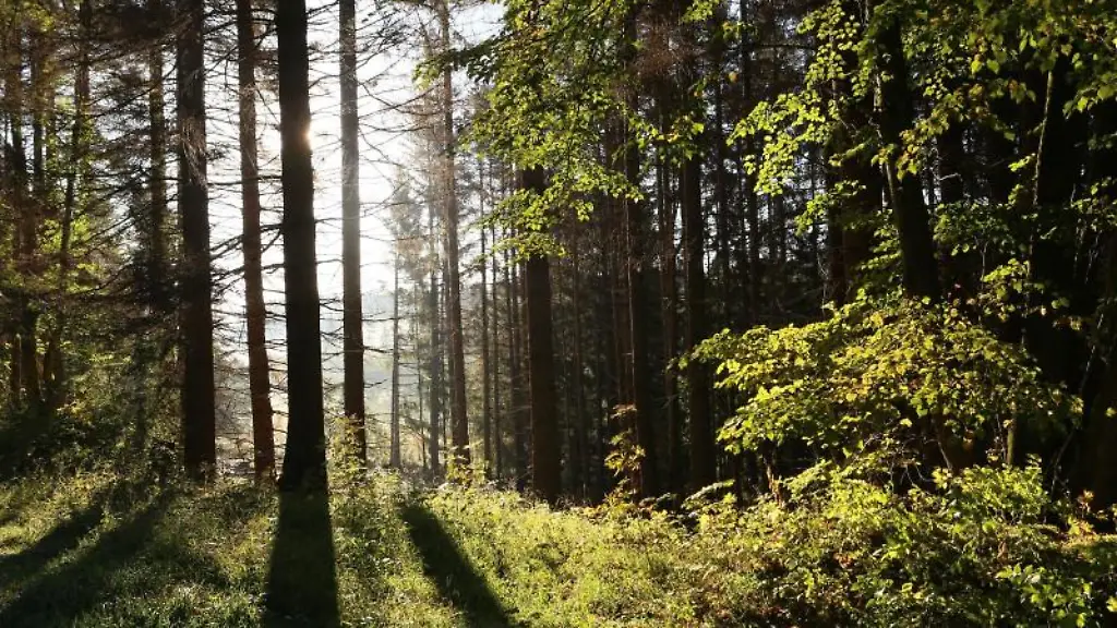 Die-Sonne-scheint-in-einem-Wald-zwischen-Baeumen-hindurch
