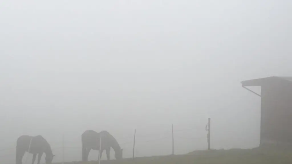 Zwei-Pferde-grasen-bei-Nieselregen-und-Nebel-auf-einer-Weide