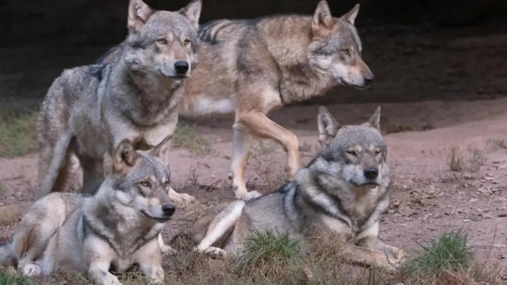 Ein-Wolfsrudel-laeuft-in-einem-Tierpark-durch-ein-Gehege