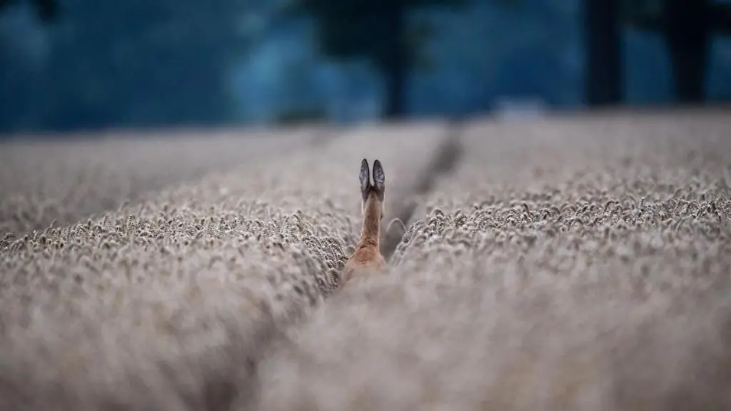 Ein-Reh-springt-vor-Sonnenaufgang-aus-einem-Getreidefeld-auf