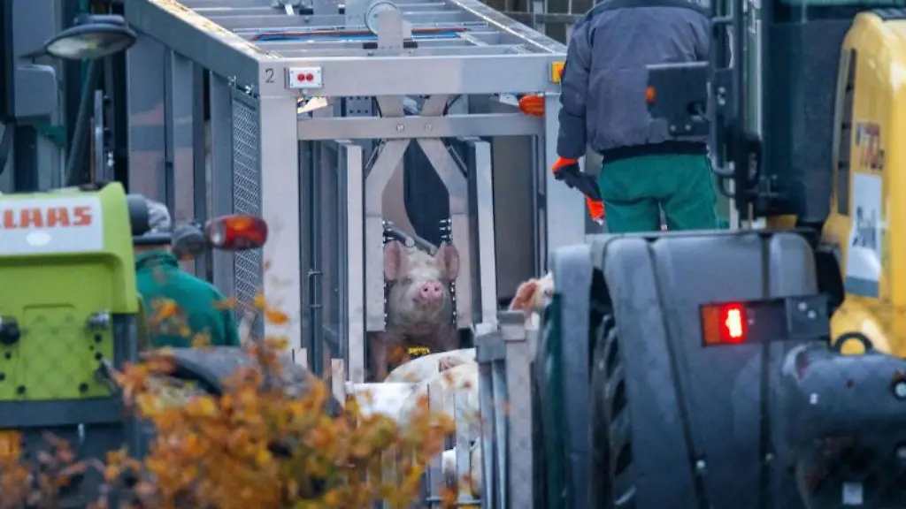 Ein-Schwein-wird-in-einer-Spezialvorrichtung-mit-Strom-betaeubt-um-anschliessend-getoetet-zu-werden