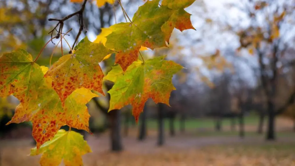 Herbstlich-gefaerbte-Blaetter-haengen-am-Ast-eines-Ahorns