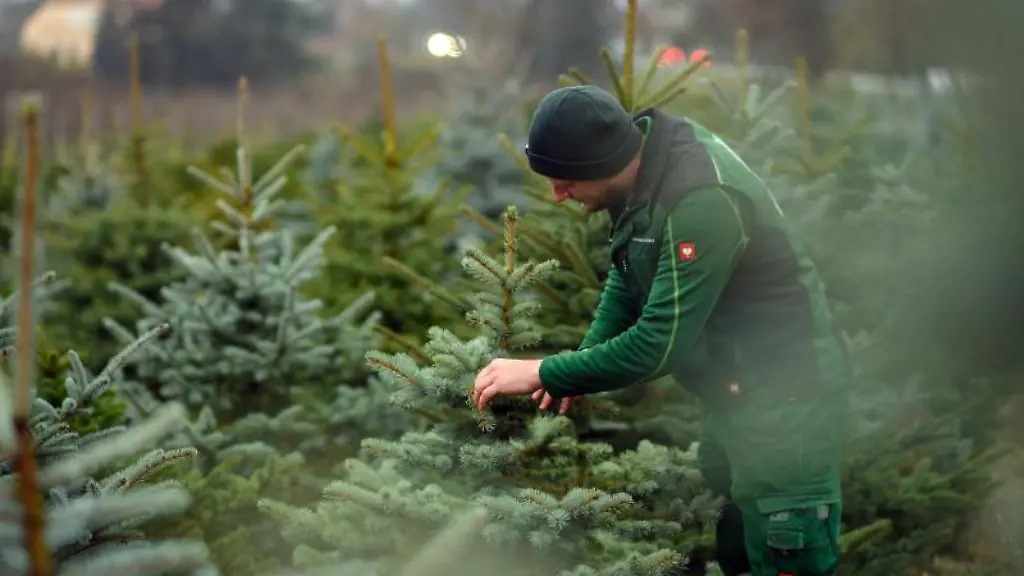 Ein-Mitarbeiter-geht-ueber-die-Weihnachtsbaumplantage-und-begutachtet-das-Wachstum-der-Nadelbaeume