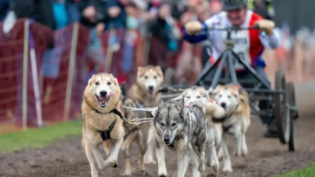Hunde-ziehen-im-Rahmen-eines-Schlittenhunderennens-einen-Wagen-mit-einem-sogenannten-Musher