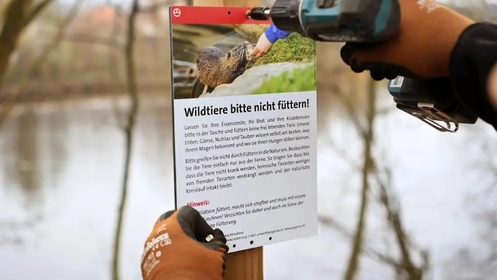 An-der-Murg-wird-ein-Schild-angebracht-auf-dem-ein-Nutria-abgebildet-ist-mit-der-Bitte-die-Wildtiere-nicht-zu-fuettern