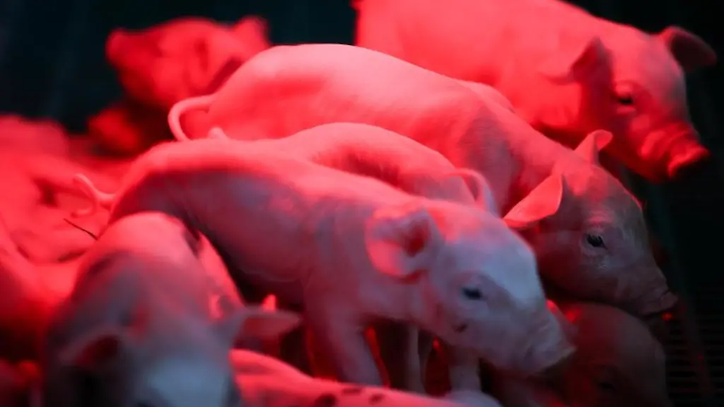 Junge-Ferkel-stehen-unter-einer-Waermelampe